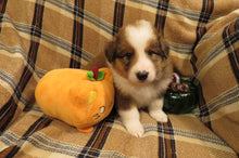 Male Sable Pumpkin Rolly Puppy (Orange Collar)