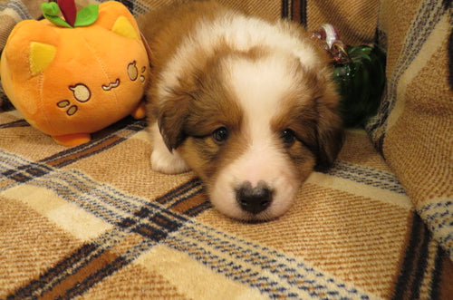 Male Sable Pumpkin Rolly Puppy (Orange Collar)