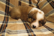 Male Sable Pumpkin Rolly Puppy (Orange Collar)