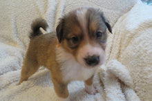 Male Sable Poppy Rolly Puppy (Orange Collar)