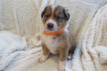 Male Sable Poppy Rolly Puppy (Orange Collar)