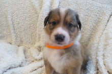 Male Sable Poppy Rolly Puppy (Orange Collar)
