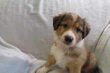 Male Sable Poppy Rolly Puppy (Orange Collar)