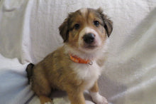 Male Sable Poppy Rolly Puppy (Orange Collar)