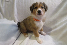 Male Sable Poppy Rolly Puppy (Orange Collar)