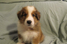 Male Sable Pumpkin Rolly Puppy (Orange Collar)