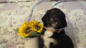 Male Tri-Color Dixie Rolly Puppy (Orange Collar)