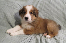 Male Sable Pumpkin Rolly Puppy (Orange Collar)