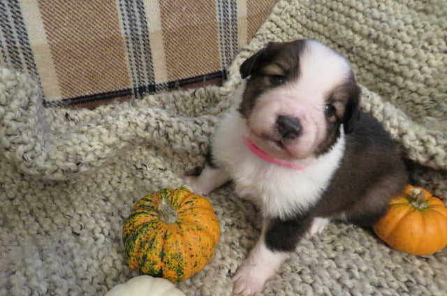 Female Sable Pumpkin Rolly Puppy (Pink Collar)