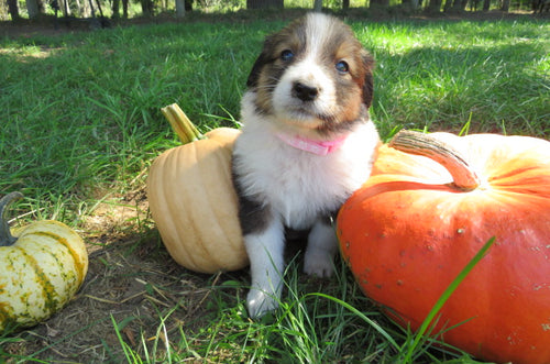 Female Sable Pumpkin Rolly Puppy (Pink Collar)