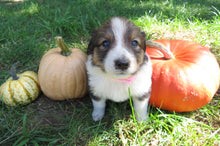 Female Sable Pumpkin Rolly Puppy (Pink Collar)