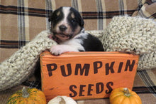 Female Tri-Color Pumpkin Rolly Puppy (Purple Collar)