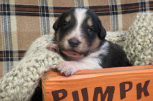 Female Tri-Color Pumpkin Rolly Puppy (Purple Collar)