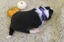 Female Tri-Color Pumpkin Rolly Puppy (Purple Collar)