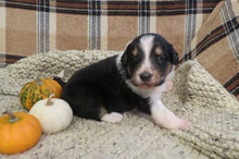 Female Tri-Color Pumpkin Rolly Puppy (Purple Collar)