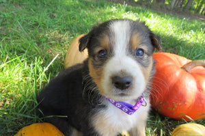 Female Tri-Color Poppy Rolly Puppy (Purple Collar)