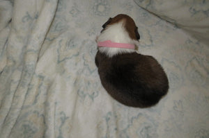 Female Sable Pumpkin Rolly Puppy (Pink Collar)