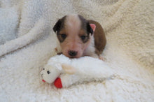 Female Sable Poppy Rolly Puppy (Pink Collar)