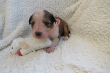 Female Sable Poppy Rolly Puppy (Pink Collar)