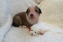 Female Sable Poppy Rolly Puppy (Pink Collar)