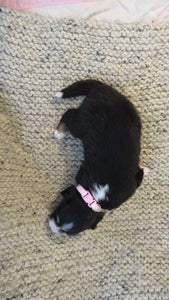 Female Tricolor Coco Rolly Puppy (Pink Collar)