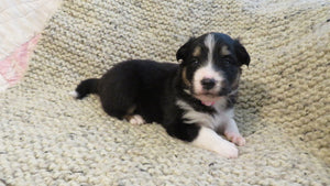 Female Tricolor Coco Rolly Puppy (Pink Collar)