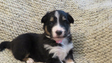 Female Tricolor Coco Rolly Puppy (Pink Collar)