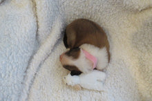 Female Sable Poppy Rolly Puppy (Pink Collar)