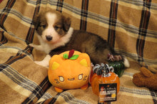 Female Sable Pumpkin Rolly Puppy (Pink Collar)