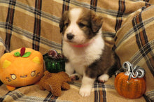 Female Sable Pumpkin Rolly Puppy (Pink Collar)