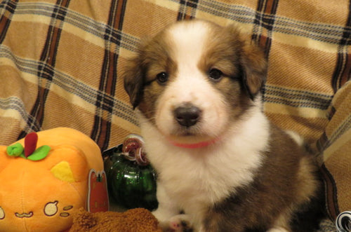 Female Sable Pumpkin Rolly Puppy (Pink Collar)