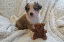 Female Sable Poppy Rolly Puppy (Pink Collar)