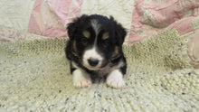 Female Tricolor Coco Rolly Puppy (Pink Collar)