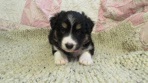 Female Tricolor Coco Rolly Puppy (Pink Collar)