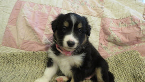 Female Tricolor Coco Rolly Puppy (Pink Collar)