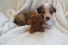 Female Sable Poppy Rolly Puppy (Pink Collar)