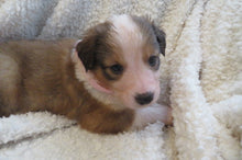 Female Sable Poppy Rolly Puppy (Pink Collar)