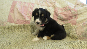 Female Tricolor Coco Rolly Puppy (Pink Collar)