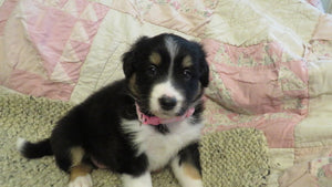 Female Tricolor Coco Rolly Puppy (Pink Collar)