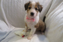 Female Sable Poppy Rolly Puppy (Pink Collar)