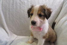 Female Sable Poppy Rolly Puppy (Pink Collar)
