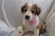 Female Sable Poppy Rolly Puppy (Pink Collar)