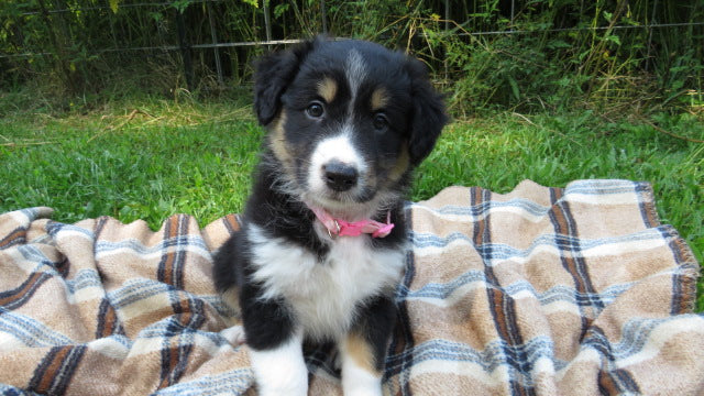 Female Tricolor Coco Rolly Puppy (Pink Collar)