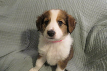 Female Sable Pumpkin Rolly Puppy (Pink Collar)