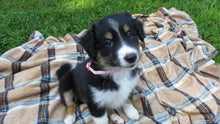 Female Tricolor Coco Rolly Puppy (Pink Collar)