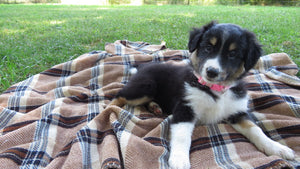 Female Tricolor Coco Rolly Puppy (Pink Collar)