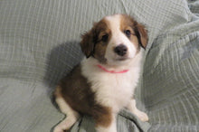 Female Sable Pumpkin Rolly Puppy (Pink Collar)