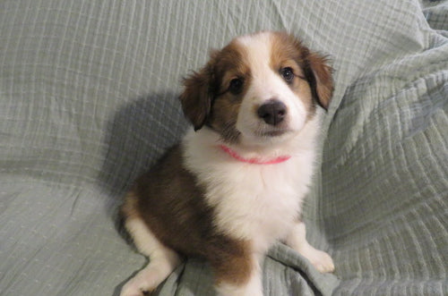 Female Sable Pumpkin Rolly Puppy (Pink Collar)