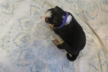 Female Tri-Color Poppy Rolly Puppy (Purple Collar)