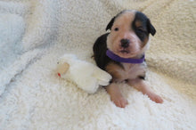 Female Tricolor Poppy Rolly Puppy (Purple Collar)